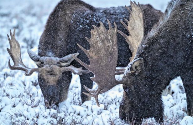 Wildlife Safari, Elk Refuge Sleigh Ride, Winter Camp Igloo Dinner
