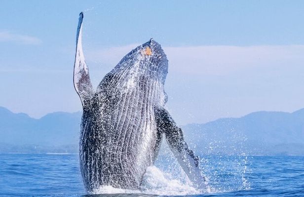 Whale Watching