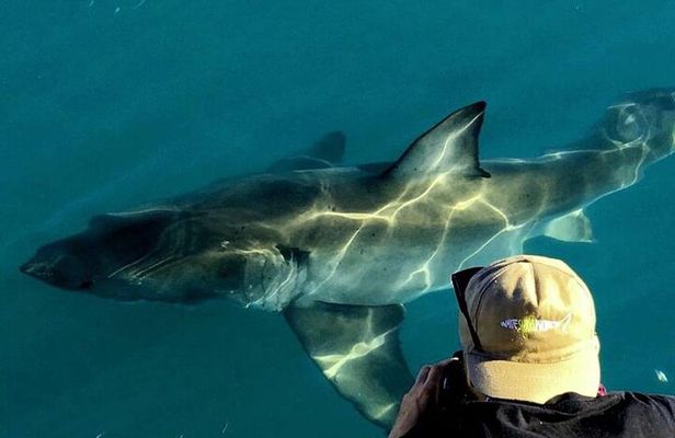 Shark Cage dive in Gansbaai see Bronze & Other, sometimes Great Whites
