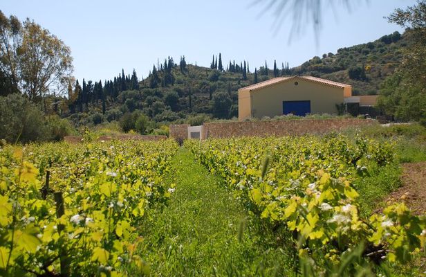 Organic Wine Tasting in Kefalonia