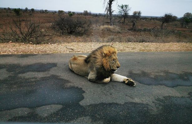 Kruger National Game Park three day PRIVATE Tour