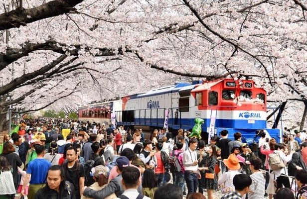 Full-Day Jinhae Cherry Blossom festival Private tour