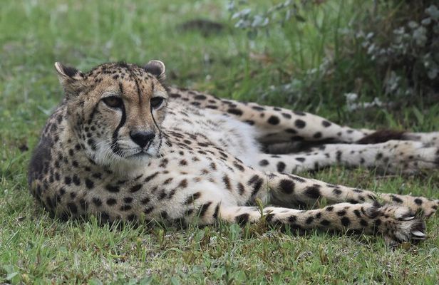 The Private Wildlife Tour