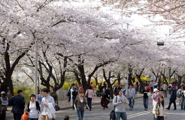 Full-day Hadong, Gwangyang, Cherry blossom, Green Tea Fields Private Tour