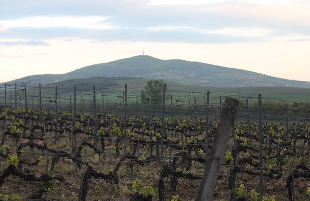 Private trip- Wine route- Food, drinks and nature and return to Zadar