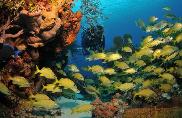 Discover scuba diving in Búzios