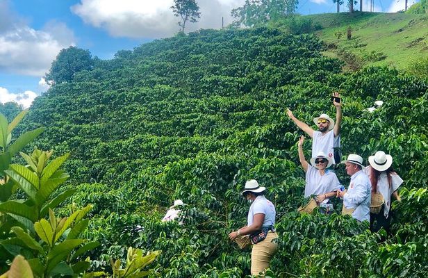 Coffee Tour - Mountains, Delicious Cups and Smiles