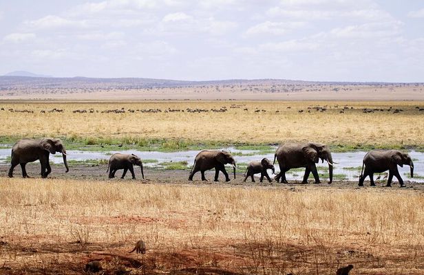 5-days Tarangire-Serengeti-Ngorongoro Safari