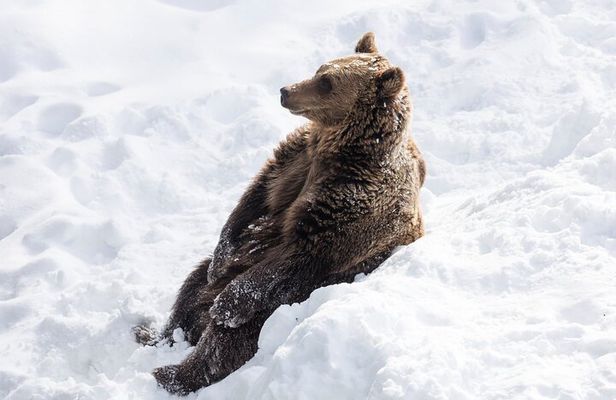 Half-Day Trip to Ranua Wildlife Park from Rovaniemi