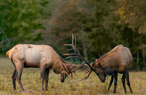 Fall Private Elk Rut Rocky Mountain National Park Tour