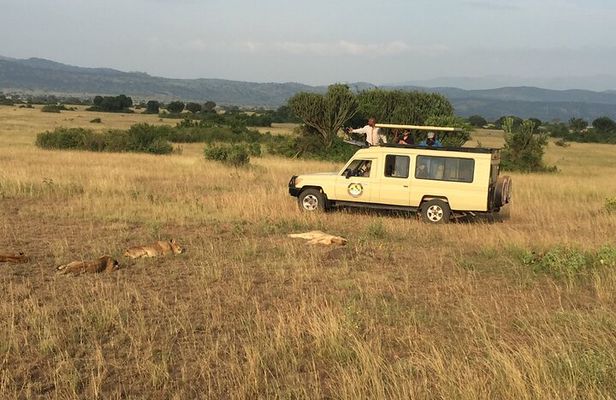 Gorilla & Chimpanzee Trekking in Uganda - 5 Days