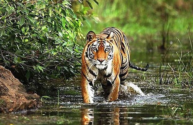 From Delhi: 5-Day Golden Triangle Tour & Ranthambore Tiger Safari