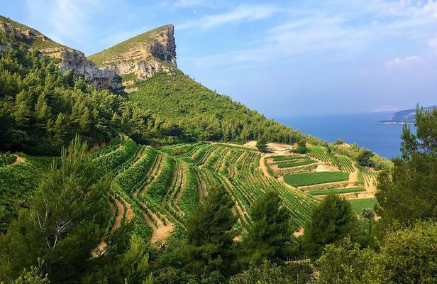 Full-day Wine Tour around Bandol & Cassis from Marseille