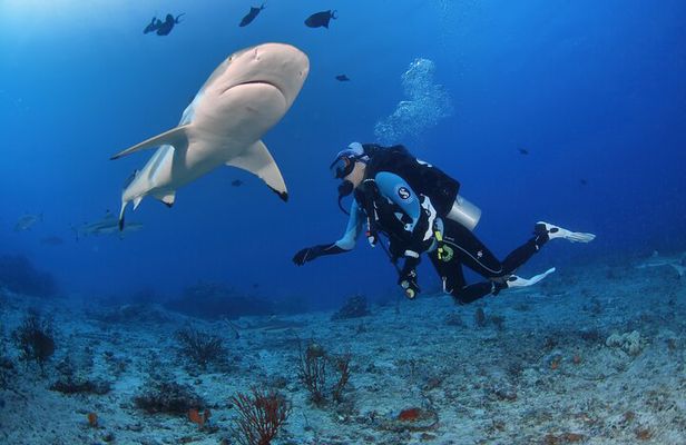 Private 5 Day Morotai Scuba Diving Trip