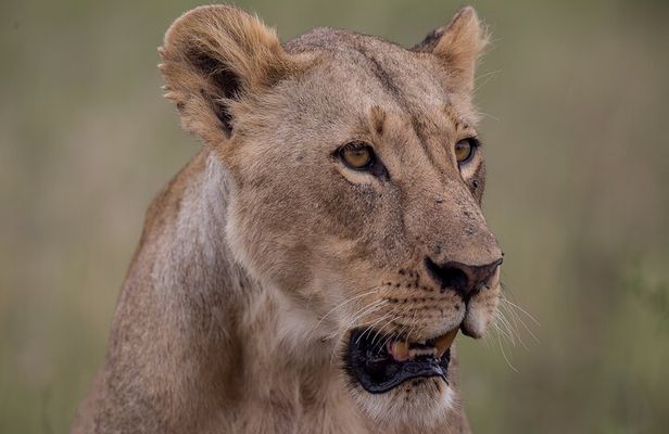 Nairobi National Park Day Tour
