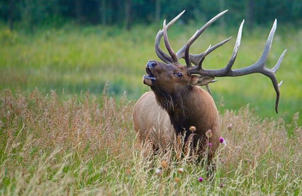 Half-Day Rocky Mountain National Park "Lake and Meadows Tour"