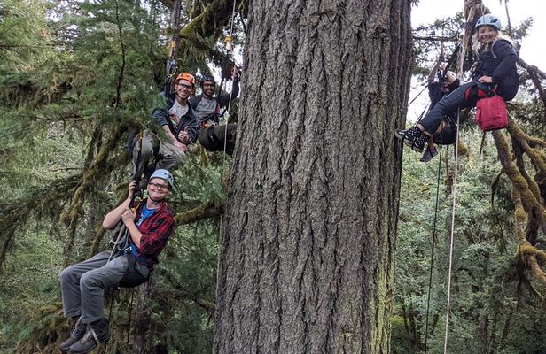 Old-Growth Tree Climbing at Silver Falls State Park