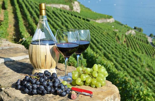 Peljesac Vineyards & Oysters - Private Day Trip from Dubrovnik-Mercedes Vehicle