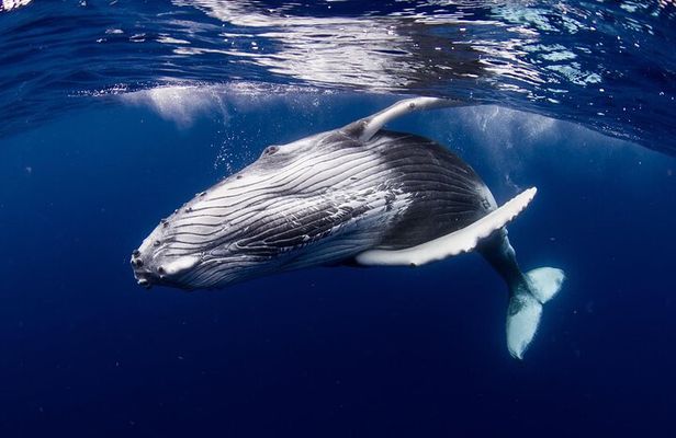 Private tour observing and swimming with humpback whales in Moorea