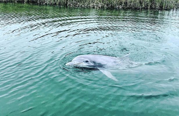 90 Minute Hilton Head Dolphin Tour