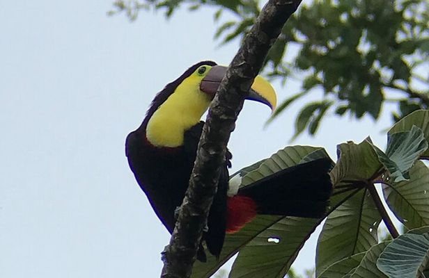 Sloth tour and Wildlife Encounter