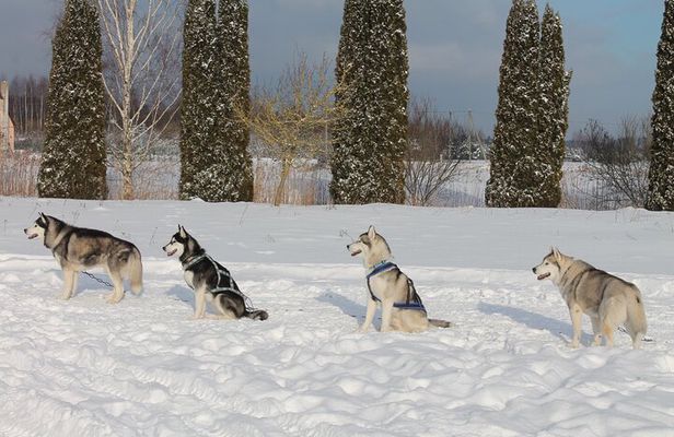 Husky Dog Sledding Tour From Riga