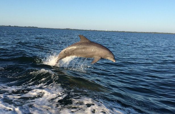 Dolphin Watching Nature Cruise and Eco Tour from Hubbard's Marina in John's Pass