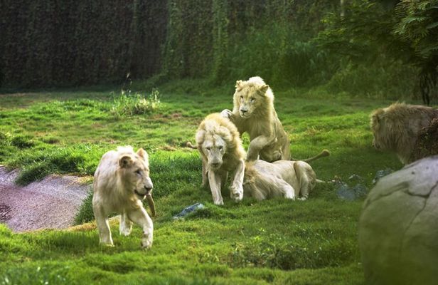 Dubai Safari Park With Transfer