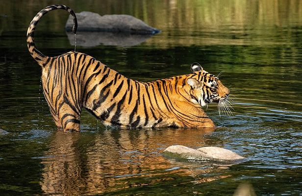 7 Days Private Tour of Taj Mahal, Tigers, Palace and Forts of India
