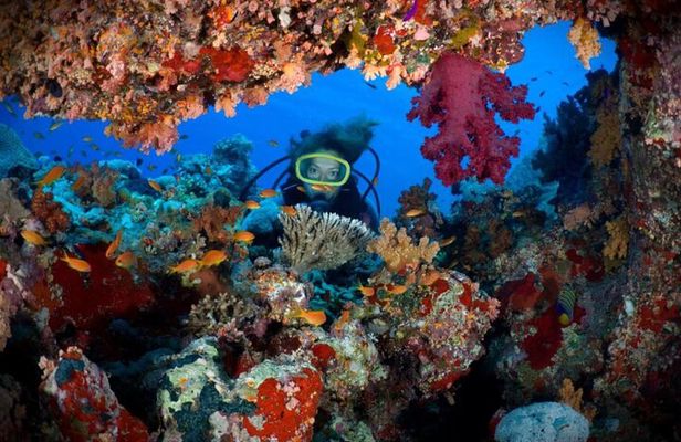 2 Diving stops at the most beautiful coral reefs Hurghada
