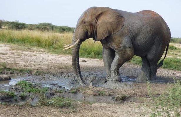 3 Days Best of Queen Elizabeth National Park Wildlife Tour
