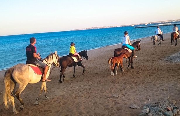 Makadi Bay Horse Ride Tour