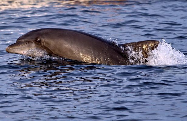 Brijuni Dolphin Sunset Cruise with DINNER & DRINKS
