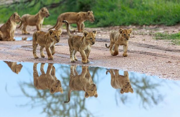 5 Days Comfort Safari in Tanzania