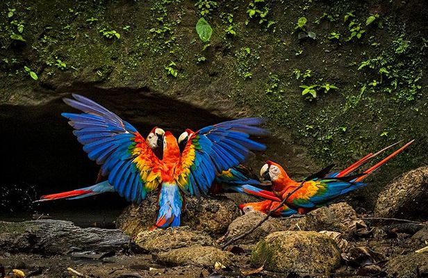 Limoncocha Biological Reserve & Yasuní National Park / Tropical Andes to Amazon