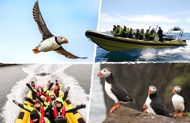 Puffin Tour by RIB Speedboat from Downtown Reykjavik