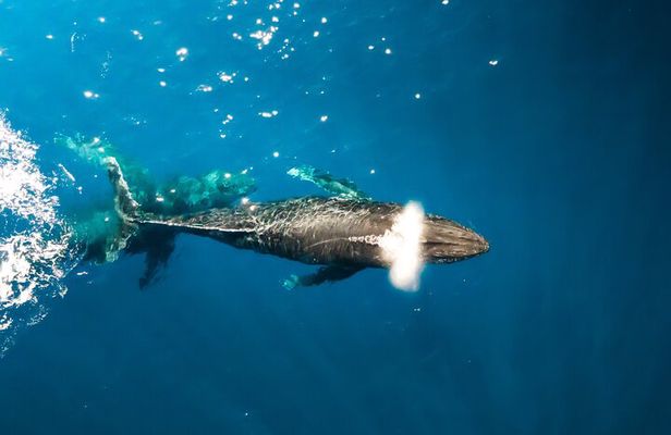Private Whale Watching Tour of Oahu
