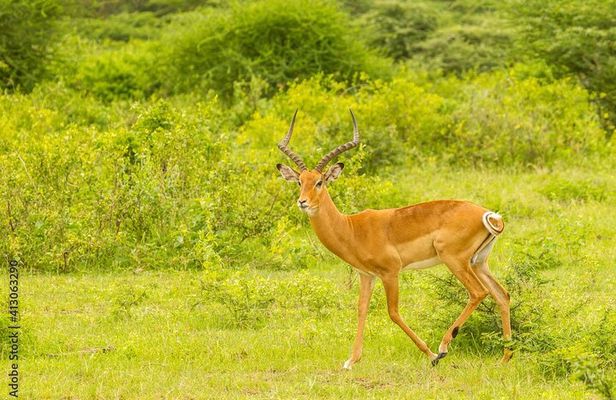 4-Day Serengeti Safari Expedition
