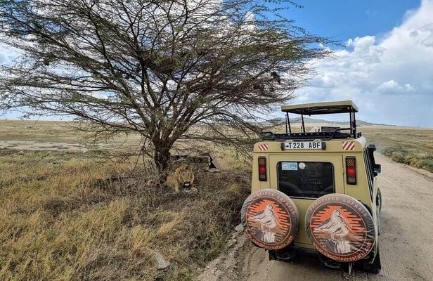 6 Days Budget Tour in Tarangire, Serengeti ,Ngorongoro and Manyara