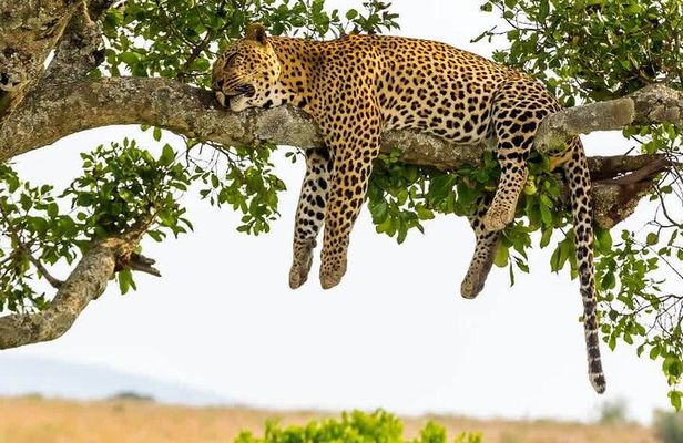 2 days Tour Tarangire & Ngorongoro