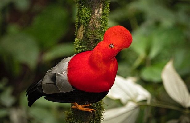 MINDO CLOUD FOREST: Nature & Adventure - Flexible Private Day Tour