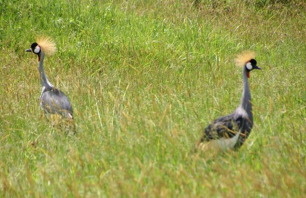 5 days Tour Tarangire, Serengeti, Ngorongoro Crater & Lake Manyara Park-Midrange
