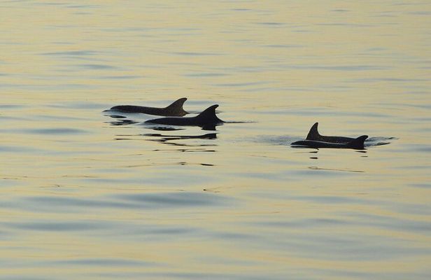 All-Inclusive Sunset Cruise & Dolphin Watching – Medulin