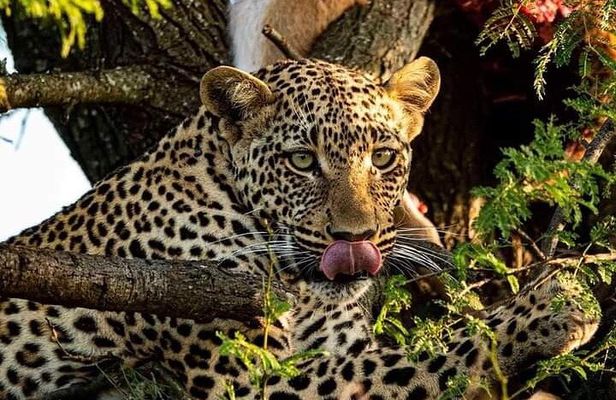 4-Days Bush to Bush Authentic Budget Safari