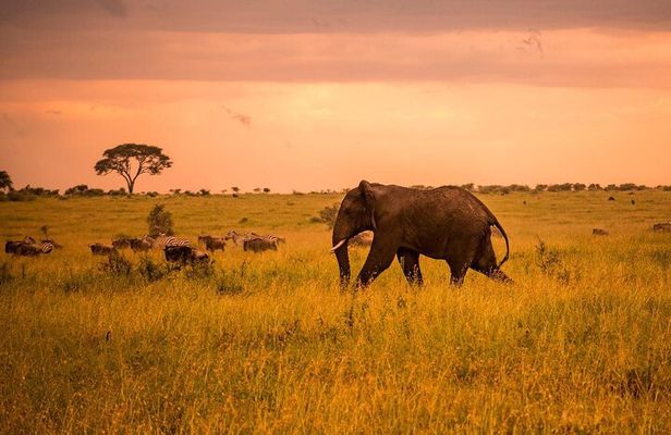 5 Days Safari in Tanzania | Camping and Lodge Safaris 