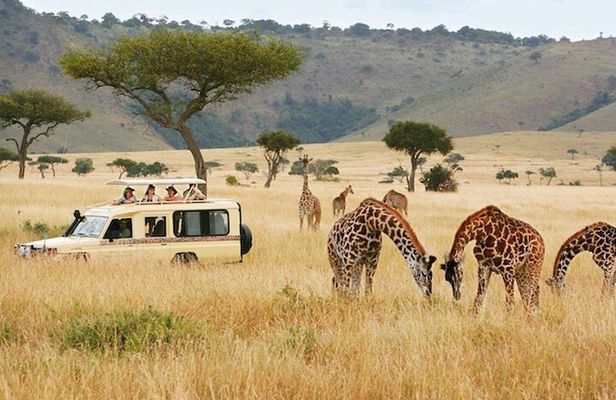 5 Days Safari in Tanzania | Camping and Lodge Safaris