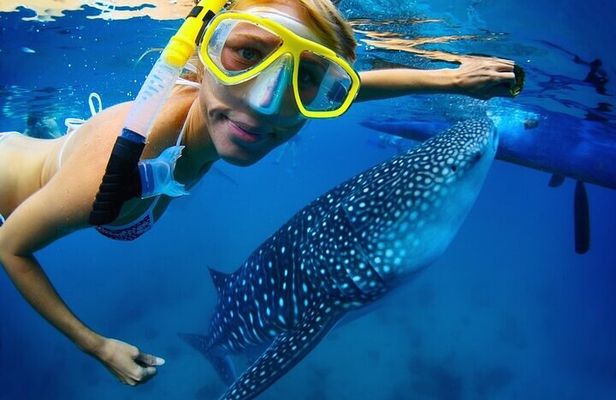 Swim with Whale Shark from La Paz