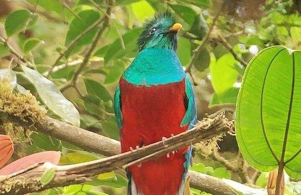 Guided Walk to the Monteverde Cloud Forest Preserve