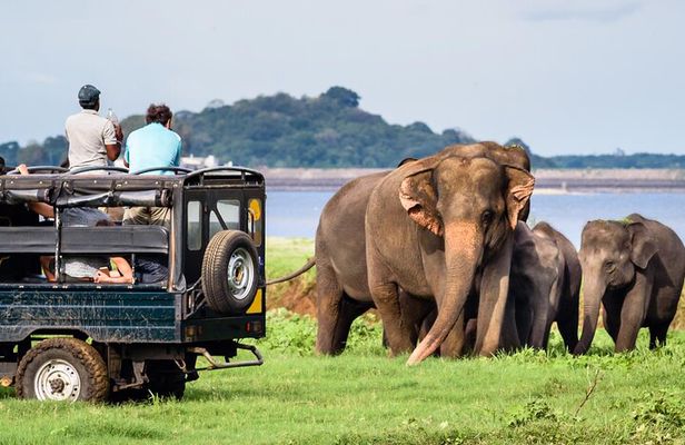 GO WILD! Double Safari Day Trip (Yala & Udawalawe) - Private & All Inclusive 