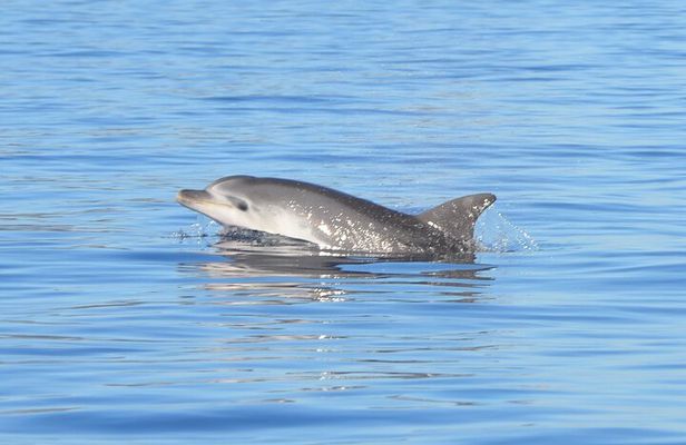 Tour to Figarolo Island with the possibility to observe dolphins